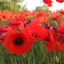 Hezhichun Field Poppy Seeds, 1g