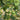 Extra Small Bottle Gourd, 30 Seeds