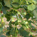 Extra Small Bottle Gourd, 30 Seeds