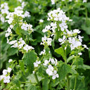White Honesty Silver Dollar, 10 Seeds