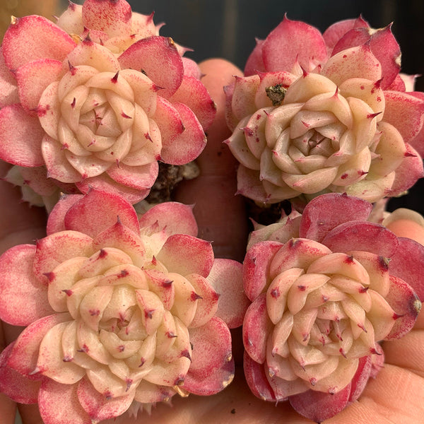 Echeveria 'Beninoturu', 2pcs x 1-head