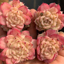 Echeveria 'Beninoturu', 2pcs x 1-head