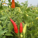 Small Chili Pepper Seeds, 50 Seeds