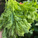 Small-Leaf Crown Daisy, 1000 Seeds