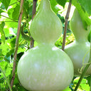 Hezhichun Giant Bottle Gourd, 10 Seeds