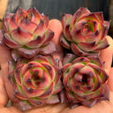 Echeveria cv. 'Gilva', 3pcs x 1-head