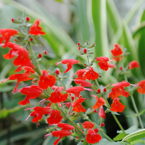 Red Flowering Sage, 500 Seeds