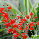 Red Flowering Sage, 500 Seeds