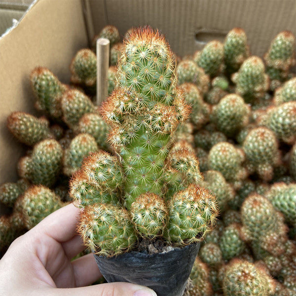 Mammillaria elongata, 5-8cm