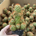 Mammillaria elongata, 5-8cm