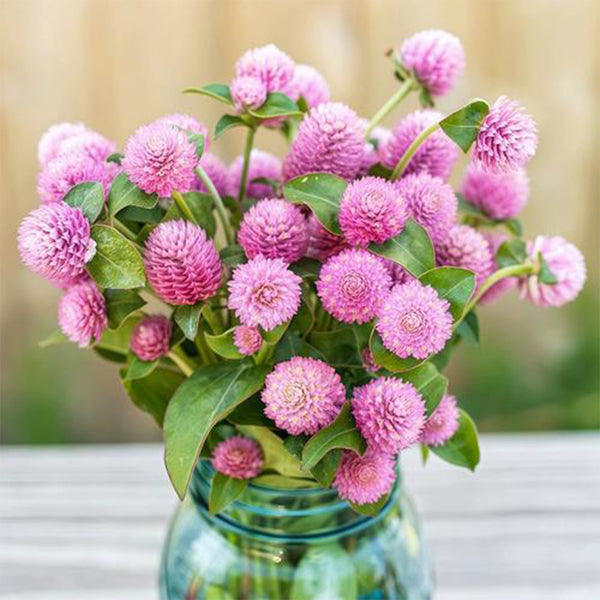 Hezhichun Pink Globe Amaranth Seeds, 1g