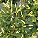 Small Chili Pepper Seeds, 50 Seeds