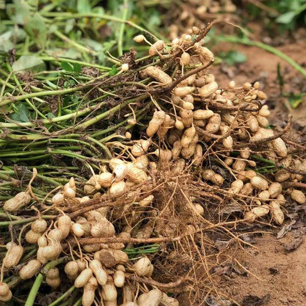 Four-grain Red Peanut Seeds, 20 Seeds