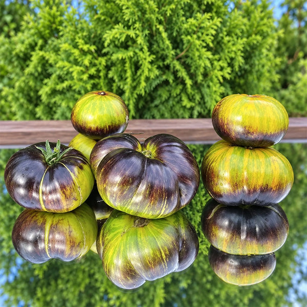 411 Xanadu Green Goddess Tomato, 5 Seeds