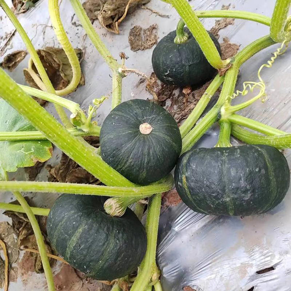 Mini Black Baby Pumpkin, 20 Seeds