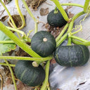 Mini Black Baby Pumpkin, 20 Seeds