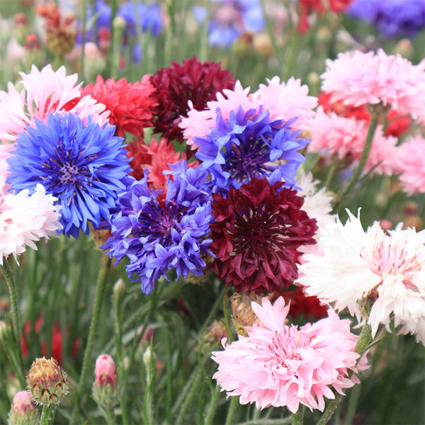 Hezhichun Mixed Color Cornflower Seeds, 1g