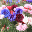 Hezhichun Mixed Color Cornflower Seeds, 1g