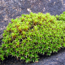 Twisted Moss Seeds, 500 Seeds