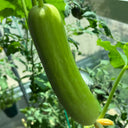 'Zhongnong Cuiyu No.4' Fruit Cucumber, 100 Seeds