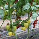 Cream White Cherry Tomato F1 Seeds, 20 Seeds