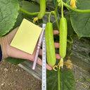 Cream No.3 Mini Cucumber Seeds, 10 Seeds
