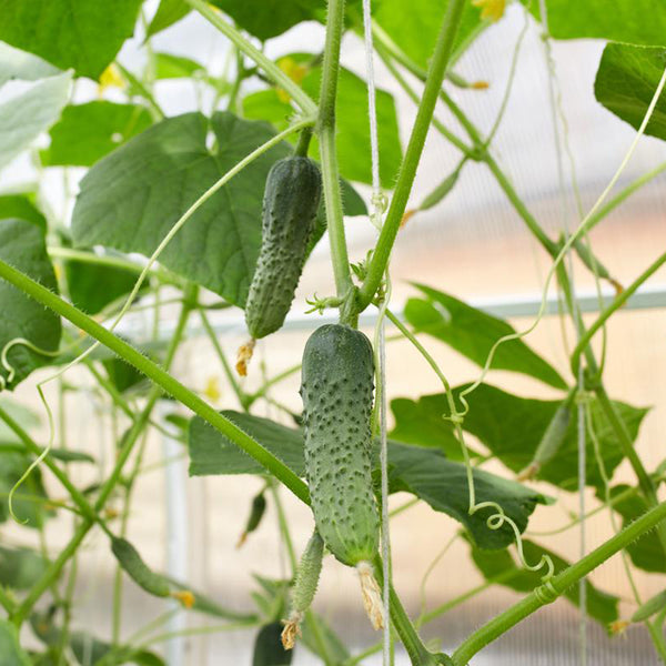 Russian Masha Fruit Cucumber, 20 Seeds