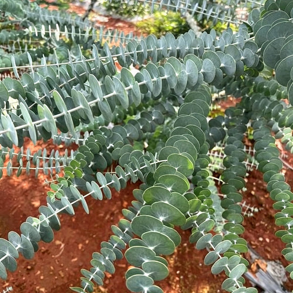 Small Coin Leaf Eucalyptus, 200 Seeds