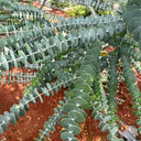 Small Coin Leaf Eucalyptus, 200 Seeds