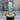 Pilosocereus azureus, 9-10cm