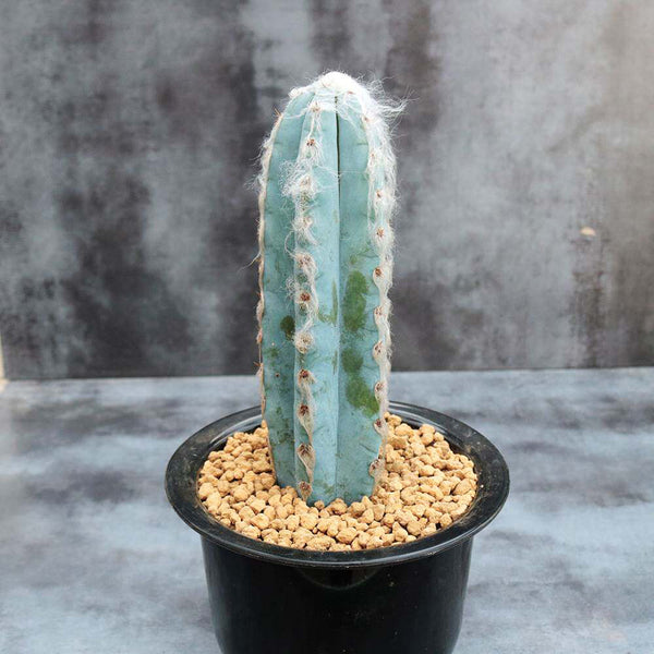 Pilosocereus azureus, 9-10cm