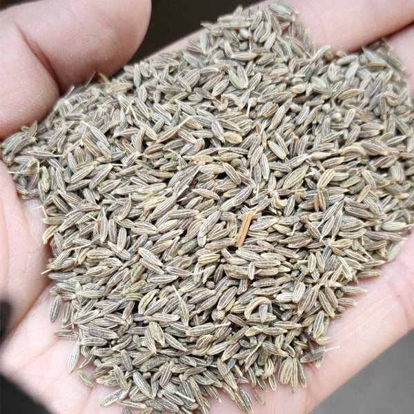 Cumin Seeds, 5 Grams ≈ 2000 ~ 2500 Seeds
