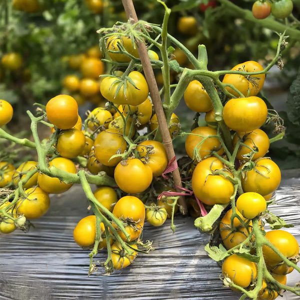 646 Dwarf Devil's Garden Tomato, 5 Seeds