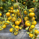 646 Dwarf Devil's Garden Tomato, 5 Seeds
