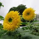 'Winnie Bear' Ornamental Sunflower Seeds, 1g