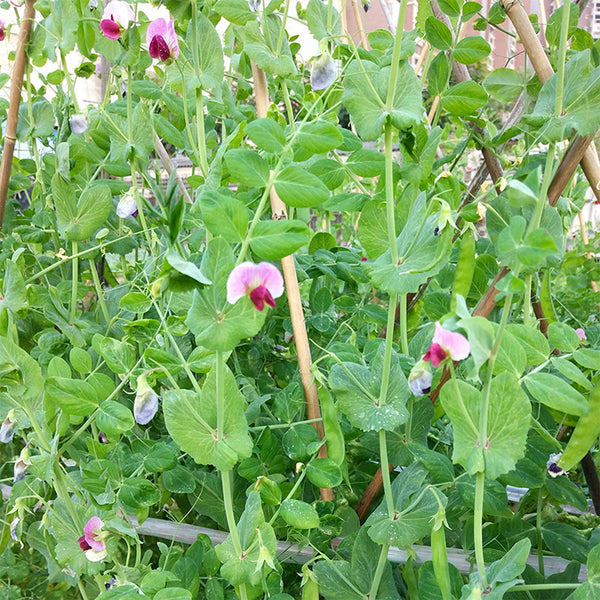 'Improved 604' Snow Pea Seeds, 30g