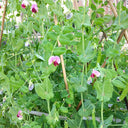 'Improved 604' Snow Pea Seeds, 30g