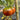 Cherokee Purple Tomato, 10 Seeds