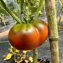 Cherokee Purple Tomato, 10 Seeds