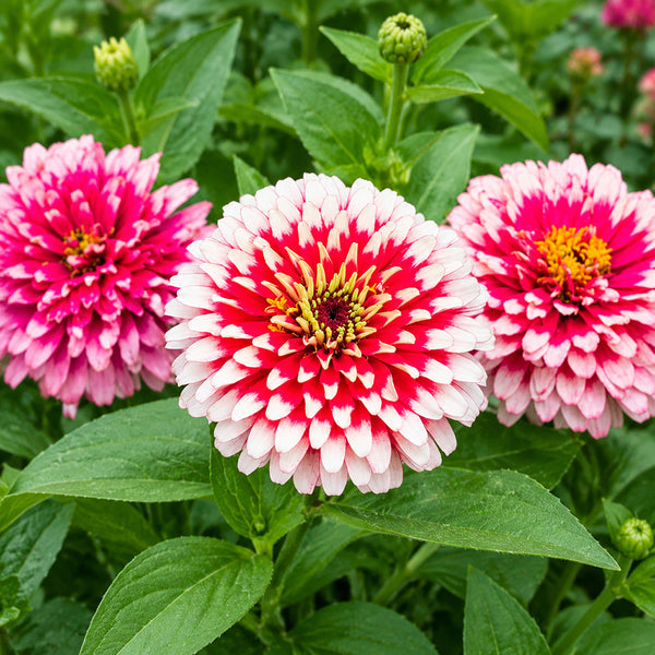 W1353 Candy Stripe Zinnia Mix, 100 Seeds