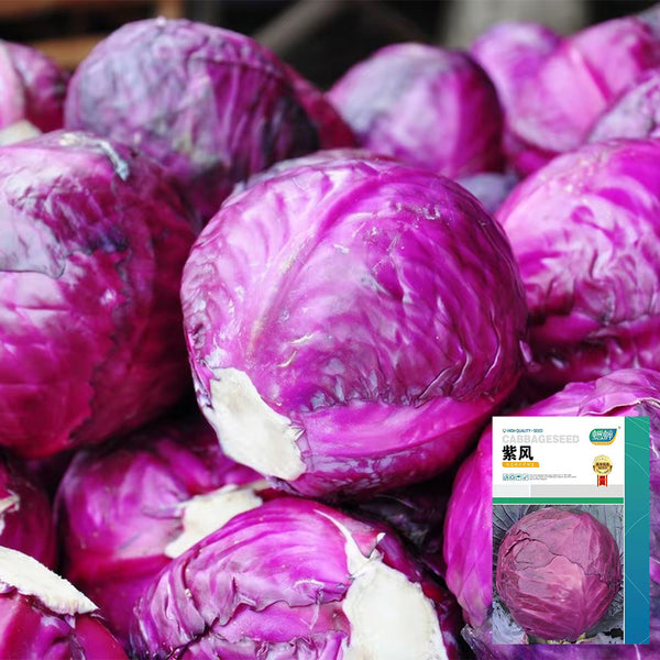 Zifeng Purple Cabbage Seeds, 1g