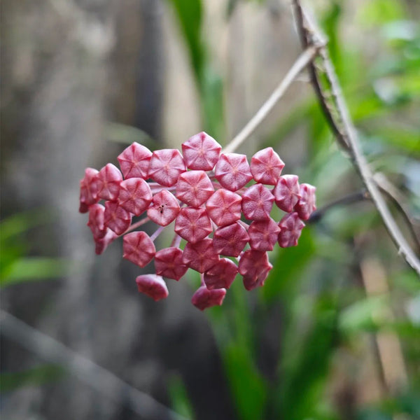 Hoya ilagiorum, 5 Cuttings