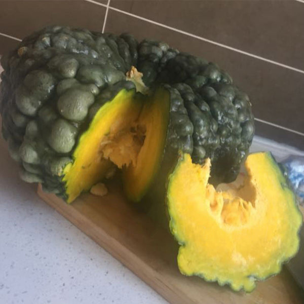 Thai 'Gold Coin' Pumpkin Seeds, 10 Seeds