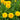 Large-Flowered Tickseed, 200 Seeds