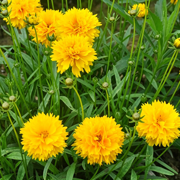 Large-Flowered Tickseed, 200 Seeds