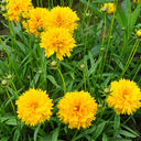 Large-Flowered Tickseed, 200 Seeds