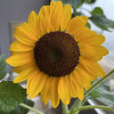 Dwarf Potted Sunflower Seeds, 5g