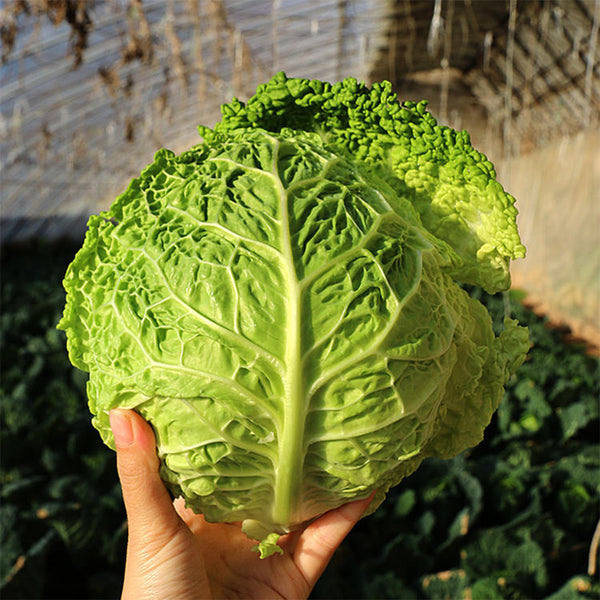 'Dongzhou No.1' Cabbage Seeds, 5g