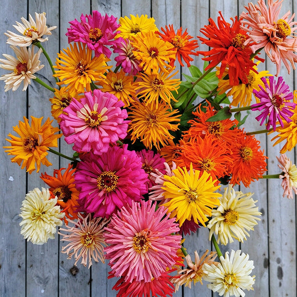 W1355 Cactus-Flowered Zinnia Mix, 100 Seeds