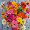 W1355 Cactus-Flowered Zinnia Mix, 100 Seeds